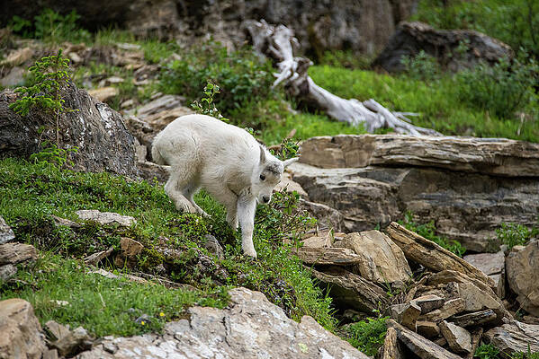 Animal Wall Art featuring the photograph How Did Mamma Get There? by Matt Halvorson