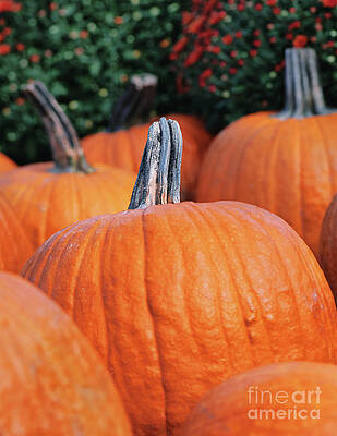 Garden Photograph - Howdy Orange Pumpkin by Abigail Diane Photography
