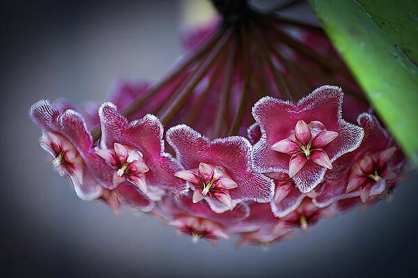 Nature Photograph - Hoya Carnosa In Bloom by Deb Beausoleil
