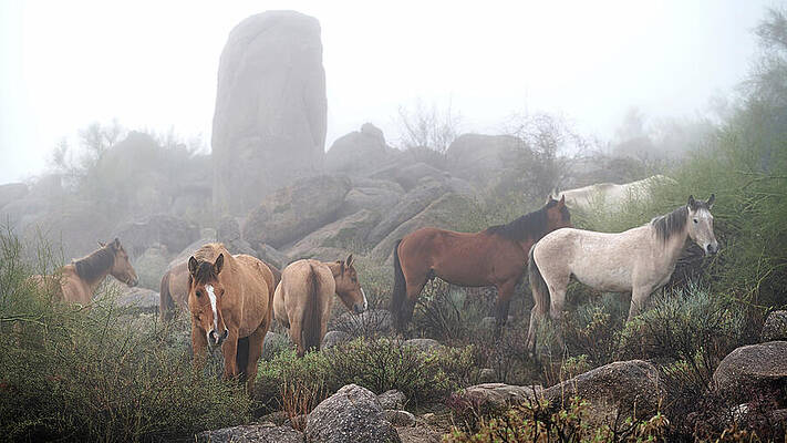 Arizona Photograph - Huddled Band. by Paul Martin