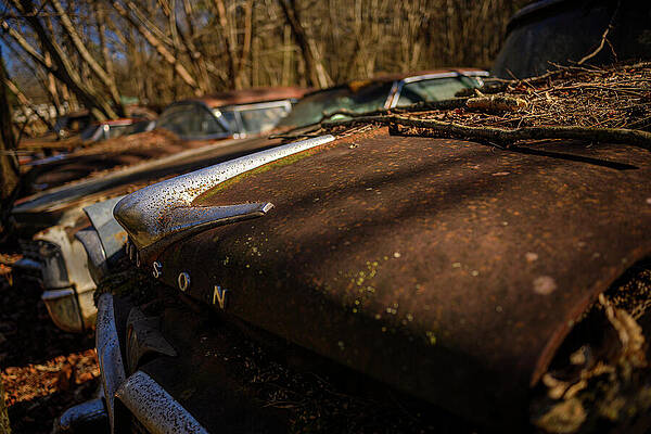 Rusting Classic Cars in Forest Wall Art