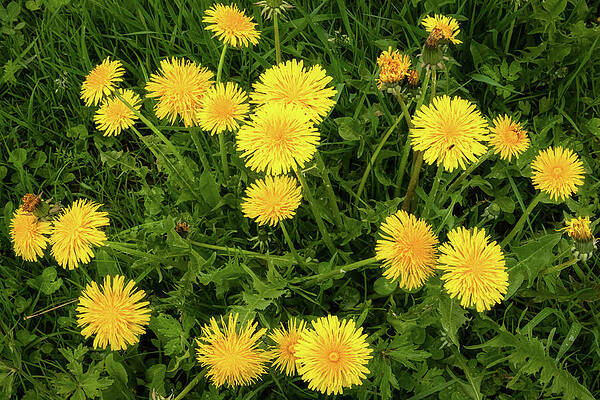 Huge Dandelion Plant by Elvira Peretsman