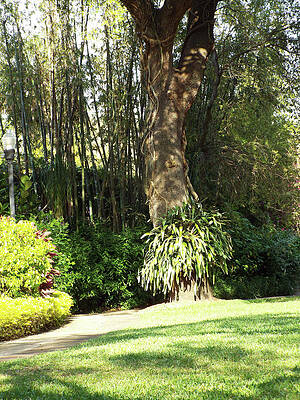 Tree Wall Art featuring the photograph Hula Tree by Doreen Rosselli