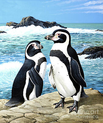 Humboldt Penguins At Ocean's Edge Print