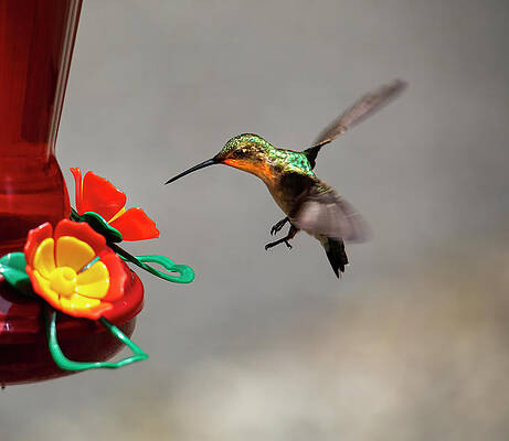 Bird Wall Art featuring the photograph Hummingbird Approaches Nectar Feeder by Charles Floyd