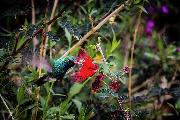 Desert Photograph - Hummingbird Approaching A Flower by Craig A Walker
