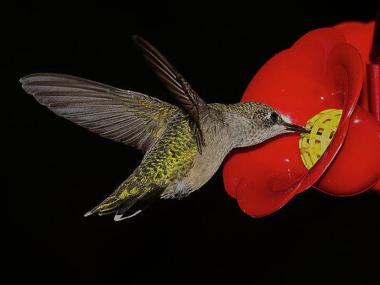 Artificial Light Wall Art featuring the photograph Hummingbird Hovers At Feeder by Charles Floyd