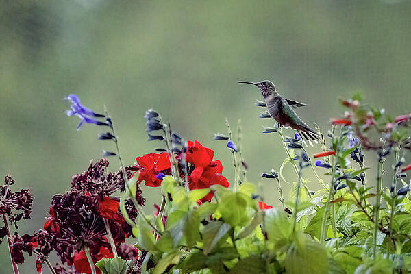 Wildlife Photograph - Hummingbird In Spring Flowers by Robert Niemeier