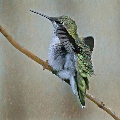 Background Photograph - Hummingbird Portrait by Gina Fitzhugh