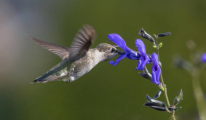 Nature Wall Art featuring the photograph Hummingbird's Delicate Dance With Flowers by Mary Jo Allen