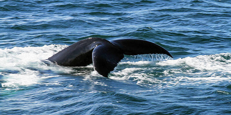 Photograph - Humpback 1B by Sally Fuller