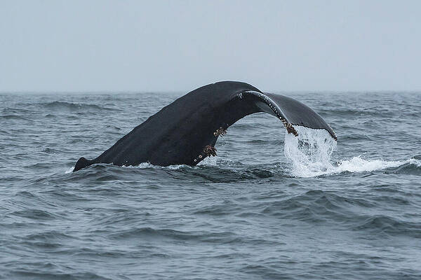 Wall Art featuring the photograph Humpback Whale Diving Near Sitka by Nancy Gleason