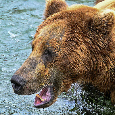 Wall Art featuring the photograph Hungry by Harry Banks
