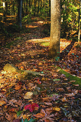 Forest Path Covered in Autumn Leaves Wall Art