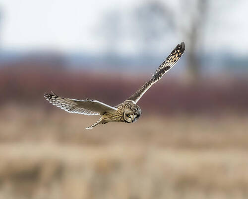Large Photograph - Hunter by James Overesch
