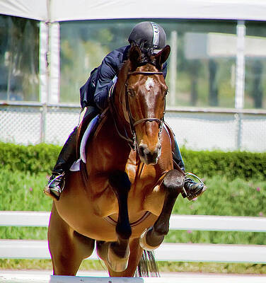 Horse Photograph - Hunter Jumper Horse by Waterdancer