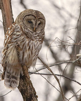 Photograph - Hunter Of The Night by Jim E Johnson