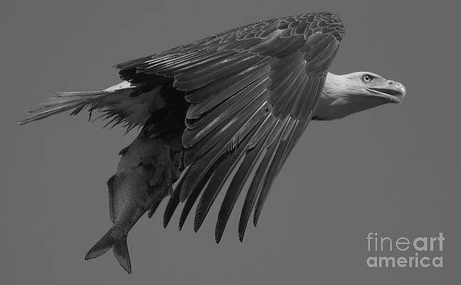 Wall Art featuring the photograph Hunting Eagle On The Lookout Black And White by Adam Jewell