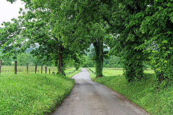 Tennessee Wall Art featuring the photograph Hyatt Lane In Summer by Douglas Wielfaert