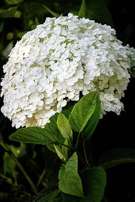 Wall Art featuring the photograph Hydrangea In White by Linda Triplett