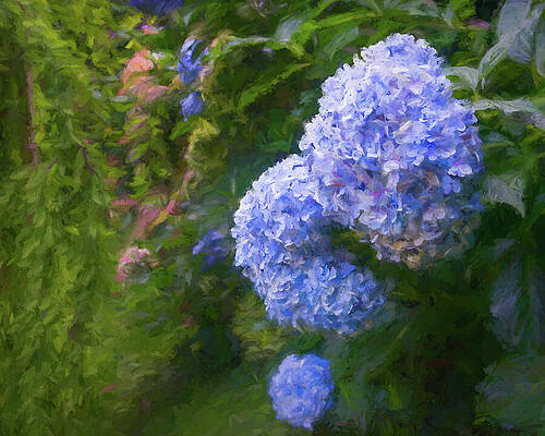 Hydrangea Path-painted Print