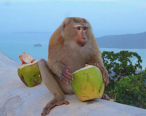Nature Wall Art featuring the photograph I Am A Monkey I Eat Therefore I Am by Andre Petrov