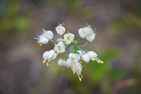 Nature Wall Art featuring the photograph I Dream Of Wild Onions by Alden White Ballard