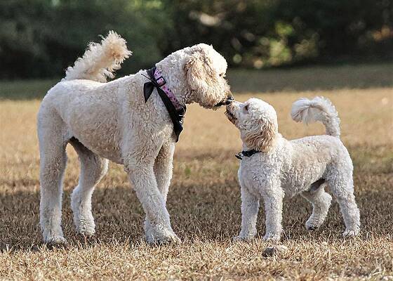 Wall Art featuring the photograph I Like You by John Linnemeyer