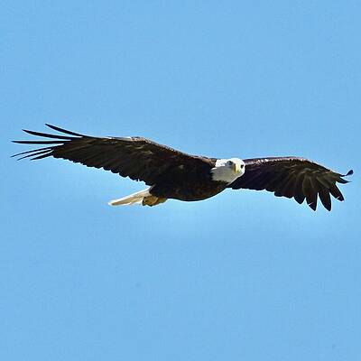 Wall Art featuring the photograph I See You by Harry Banks