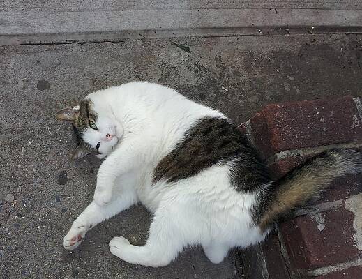 Iago the NYC Shop Cat by Annalisa Rivera-Franz