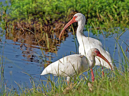 Wall Art featuring the photograph Ibis Couple by Gina Fitzhugh