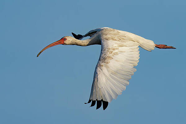 Ibis In Flight 1 Print