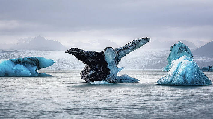 Ice Photograph - Icebird by Dee Potter