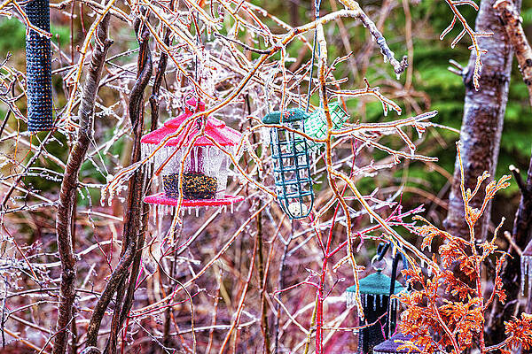 Wall Art featuring the photograph Iced Bird Feeders by Tatiana Travelways