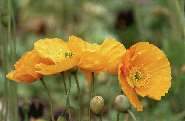 Flower Wall Art featuring the photograph Four Iceland Poppies, The Wonder Of It All by Bonnie Colgan