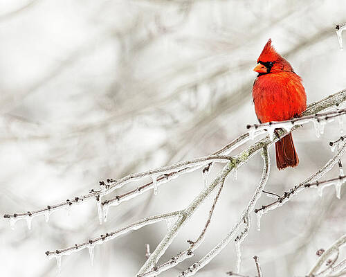 Wall Art featuring the photograph Icy Cardinal by Jim E Johnson
