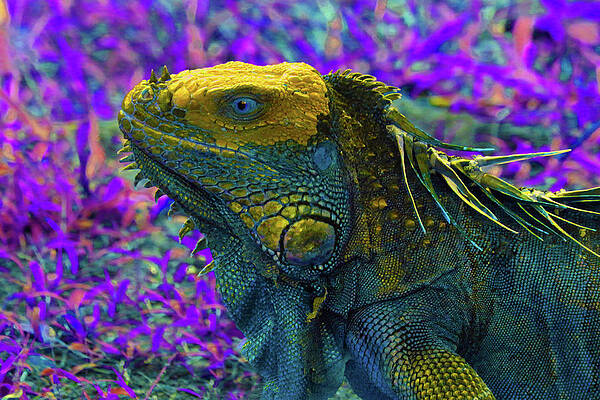 Wildlife Photograph - Iguana 2 - Abstract by Ron Berezuk