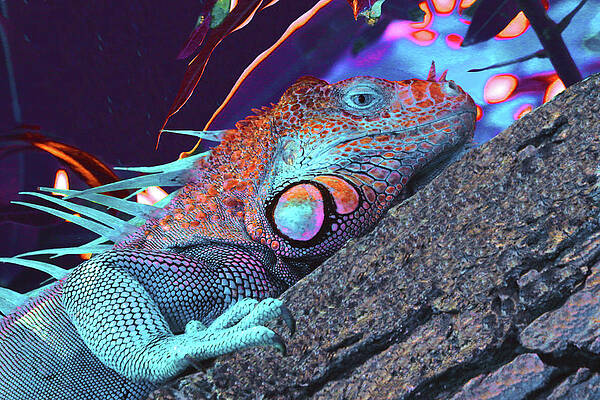 Wildlife Photograph - Iguana 3 - Abstract by Ron Berezuk