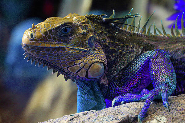 Wildlife Photograph - Iguana 6 - Abstract by Ron Berezuk