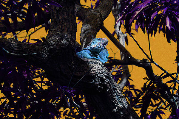 Wildlife Photograph - Iguana 7 - Abstract by Ron Berezuk