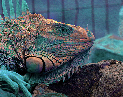 Wildlife Photograph - Iguana 9 - Abstract by Ron Berezuk
