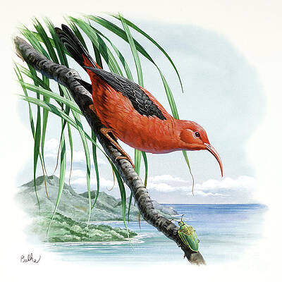Iiwi Print
