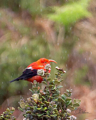 Wall Art featuring the photograph IIwi In The Rain by Charlie Osborn