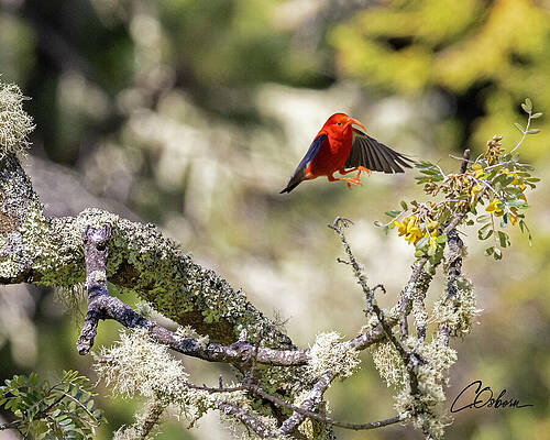 Wall Art featuring the photograph IIwi Landing by Charlie Osborn