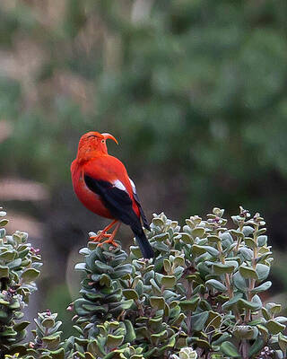 Wall Art featuring the photograph IIwi On The Lookout by Charlie Osborn