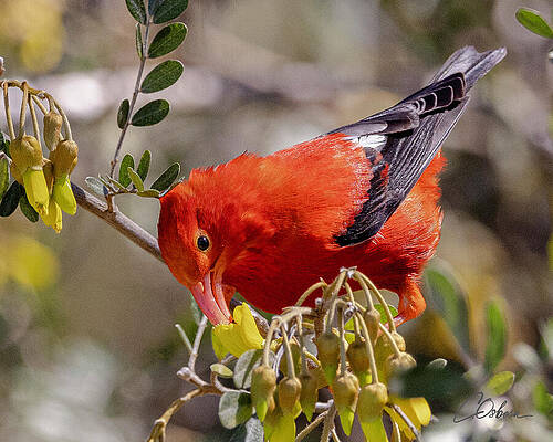 Wall Art featuring the photograph IIwi Up Close In The Mamane by Charlie Osborn