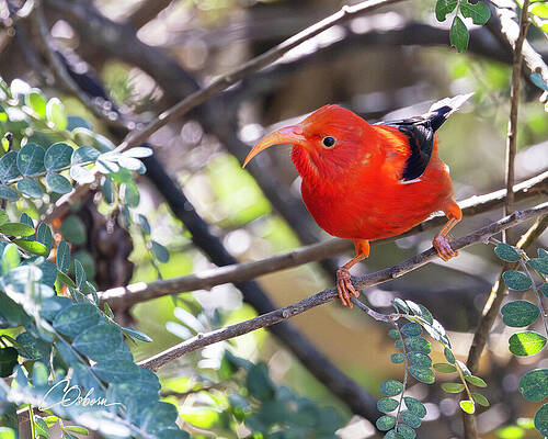 Nature Wall Art featuring the photograph IIwi Up Close by Charlie Osborn