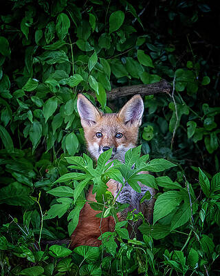 Wall Art featuring the photograph Peek-a-boo by Jim E Johnson