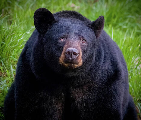 Tennessee Wall Art featuring the photograph I'm So Hungry by Douglas Wielfaert