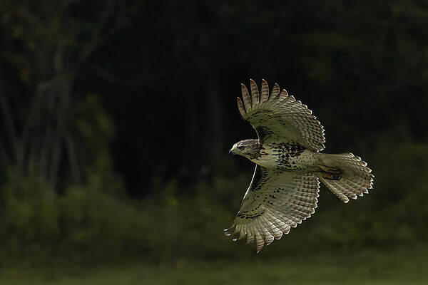Wildlife Photograph - IMG6127_Lv1 by RD Allen